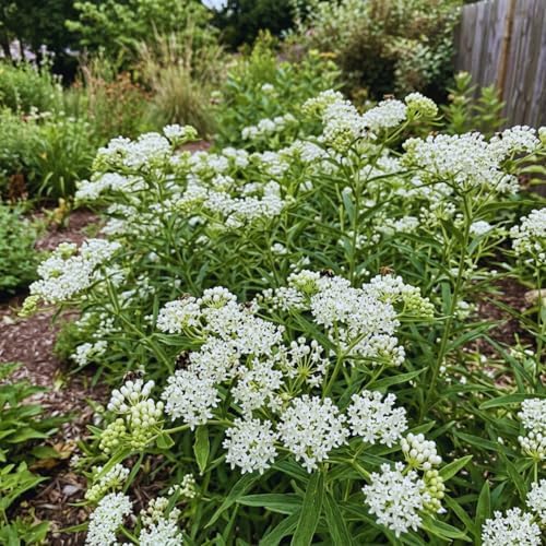 3 White Milkweed Live Plants, Milkweed Flower Plant, 5-7 Inc - Image 4