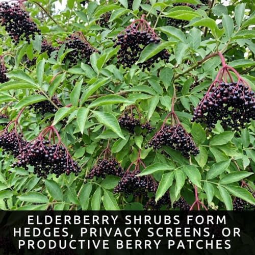 Black Elderberry Seeds for Planting Native Shrub 100 Premium Seeds - Image 5