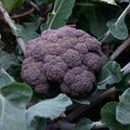 Park Seed Purple Magic Hybrid Broccoli Seeds - Pack of 50 Seeds by ParkSeed