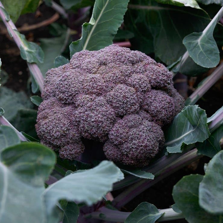 Park Seed Purple Magic Hybrid Broccoli Seeds - Pack of 50 Seeds by ParkSeed