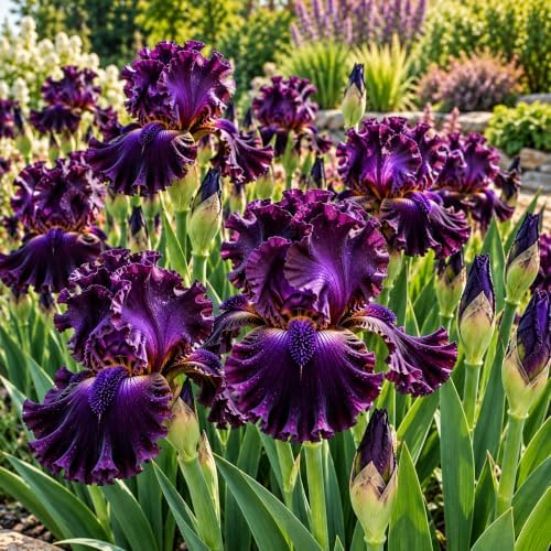 Love Me Long Time Bearded Iris Rhizomes – Deep Purple Tall Iris – Ruffled Flowering Perennial for Garden Beds, Borders & Landscapes, 10 Rhizomes - Image 2