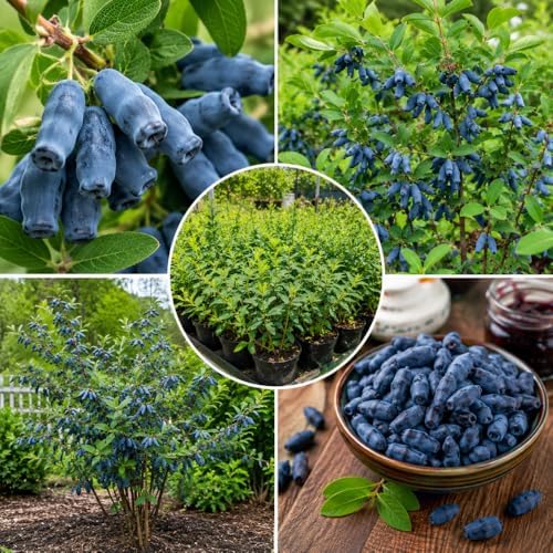 Blue Honeyberry Plant Live, Haskap Berry Fruit Tree, 4-6 Inch Tall - Image 4