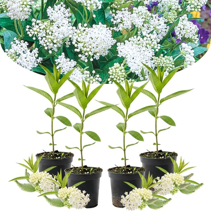 4 White Milkweed Live Plants, Native Flower Plant, 4-9 Inch Tall - Image 4