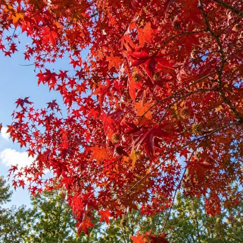 American Sweetgum Tree Live Plant | 1 Quart Container | Cold-Hardy North American Native | Well-Rooted Ornamental Garden Tree - Image 7