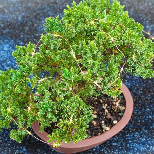 Brussel's Bonsai - Medium Juniper Live Bonsai Tree, Potted Outdoor Plant - Image 2