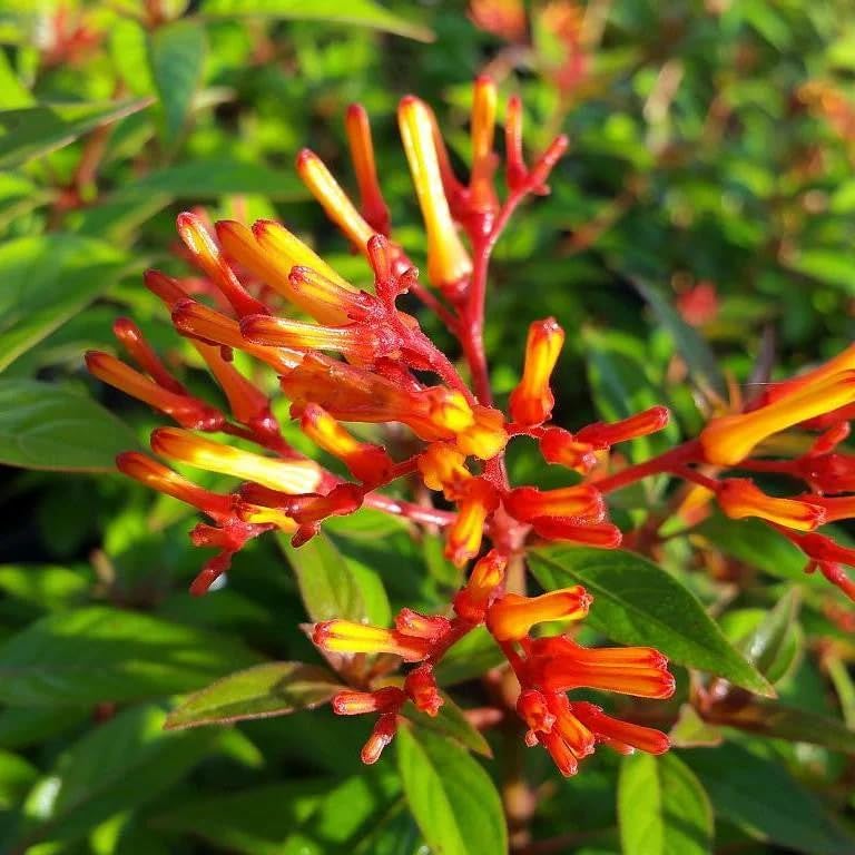 Mexican Firebush Live Plants (5-9") - Pack of 2 (Two) - Hamelia Patens Hummingbird Bush - Firecracker Shrub - Non-Stop Orange Blooms - Heat Tolerant Perennial Shrub - Fast Growing Pollinator Magnet - Image 7
