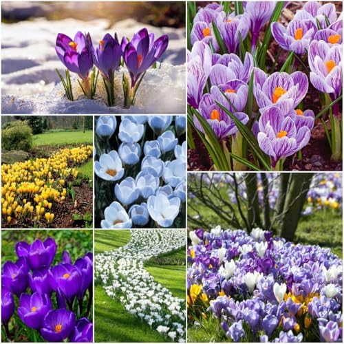 50 Colorful Crocus Bulbs | Mixed Early Spring Flowers for Gardens & Borders by CZGrain