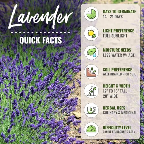 Seed Needs Blue Hidcote Lavender Seeds to Plant an Herb Garden - 2 Packs - Image 4