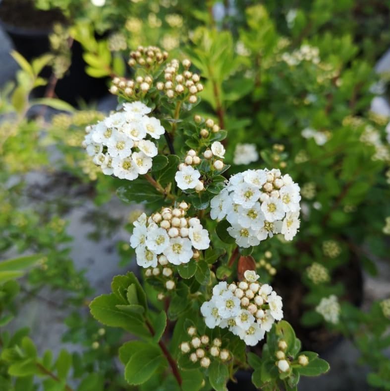 Snowmound Spirea Live Plant Dwarf White Mound Spirea Shrub Flowering Hardy Shrub 5-8" Tall Qt Pot - Image 3