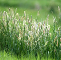 Climax Timothy Grass Seeds, 5 Pounds Non-GMO Pure Seeds by Seeds2Go by Seeds2Go