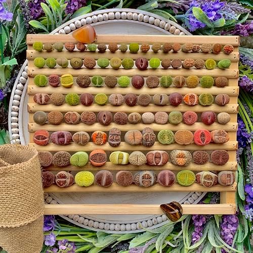 Lithops Succulent Plants Live – 0.6-0.8" 30 Pcs Rare Living Stones Mix, Succulents Bare Root Without Pot & Soil, Easy-Care Indoor Office Desk Decoration, Unique Plant Gifts for Succulent Lovers - Image 6