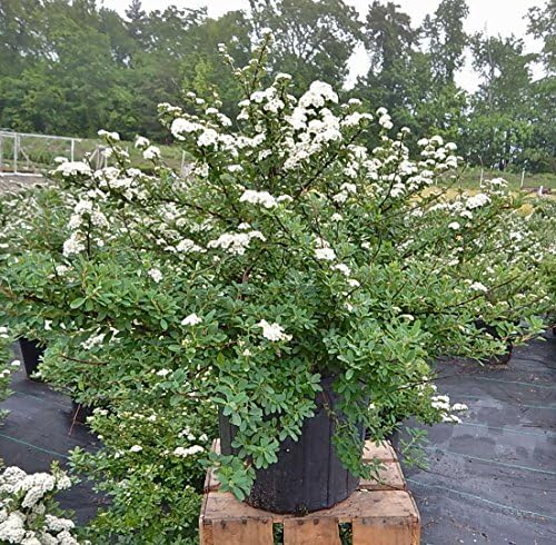 Spiraea nipponica 'Snowmound' (Spirea) Shrub, #3 - Size Container - Image 2