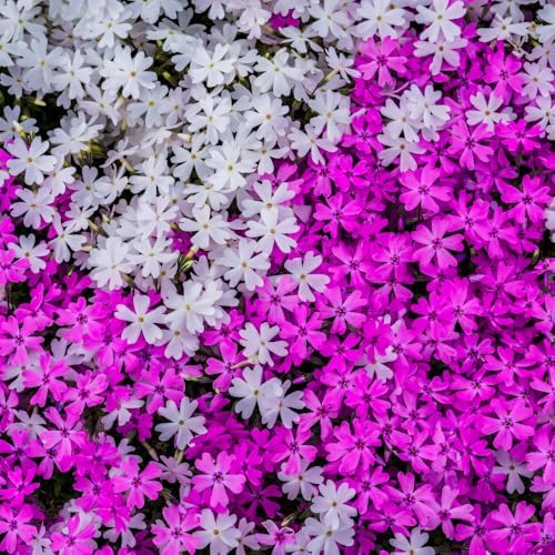2 Mixed Creeping Phlox Plants Live, Flower Plant, 2-5 Inch Tall - Image 5