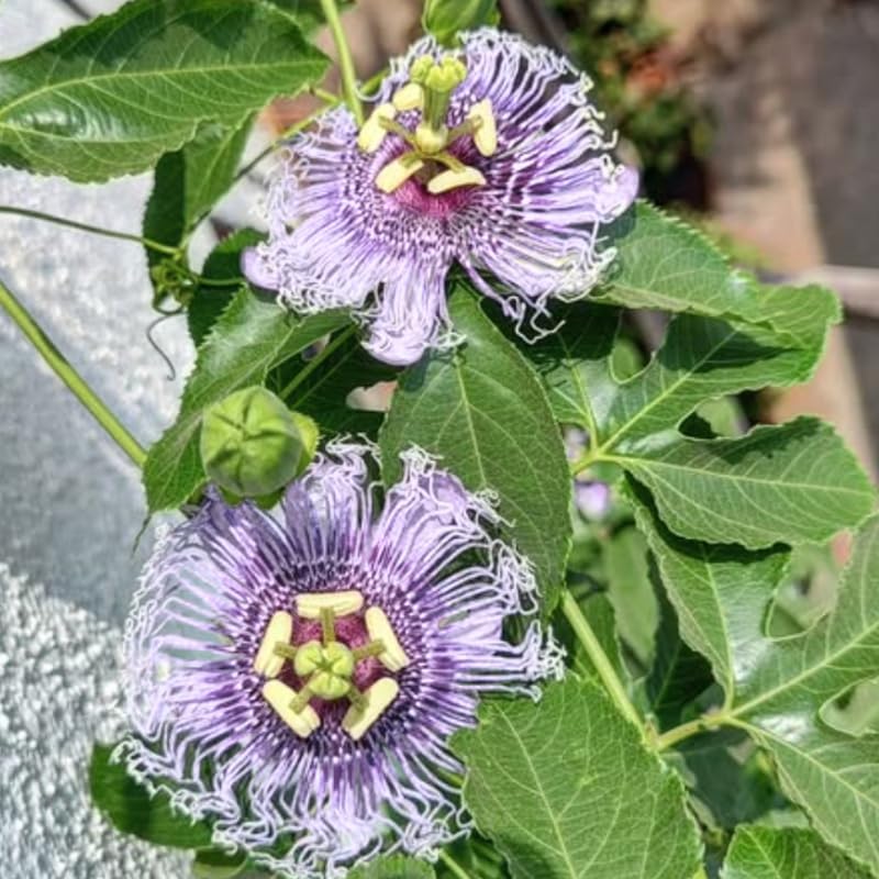 2 Purple Passion Flower Live Plants, Passiflora Vine to Grow 5-7" Tall - Image 6