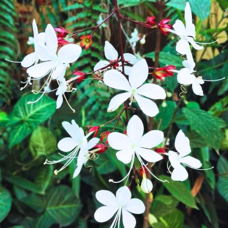 2 Wallichii Smithianum Clerodendrum Live Plants, 5-10 Inch Tall - Image 6