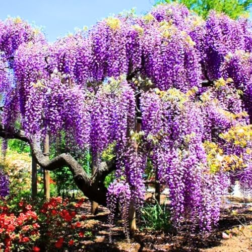 Purple Wisteria Tree, 6-12 Inch Tall - Image 2