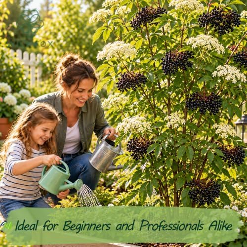Premium Elderberry Seeds for Planting – 55+ Heirloom Grow an Elderberry Bush (Sambucus) from Seed – Hardy Fruit Shrub Seeds for Home Garden - Image 2