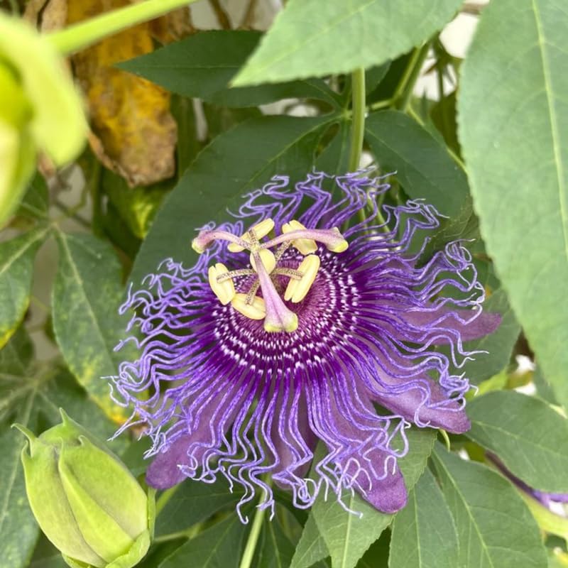 2 Maypop Passiflora Plants, Colorful Passion Flower Vines, 4-7'' Tall - Image 5