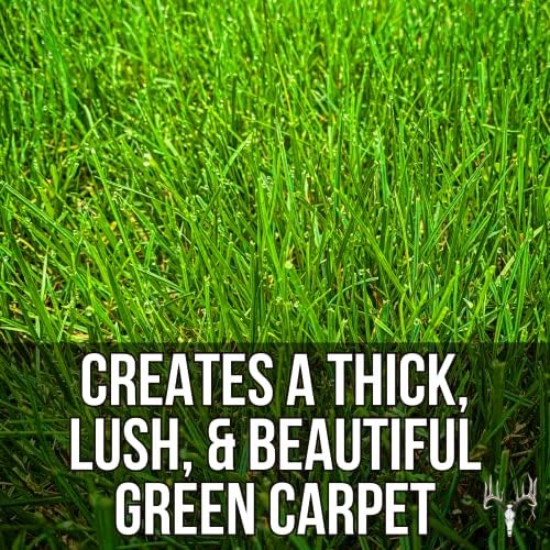 Blue Eagle Kentucky Bluegrass Seed, 6LB EcoPack, Uncoated & No Fill, Grow Full, Beautiful & Best Yards, Thicken Lawns & Turf Fields, Growing Dark Green Organic Grass Carpet, Cold Tolerant - Image 4