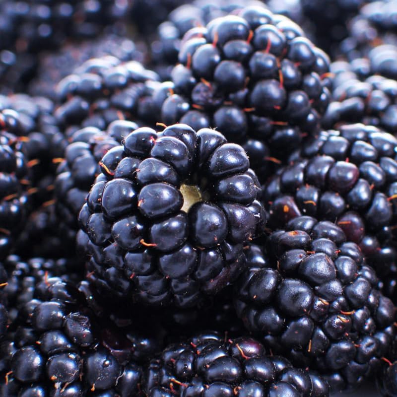 2 Easy Planting BlackBerry Plants Live for Planting, High Yielding, Sweet Juicy Berries for Your Garden, 4-6" in Tall, Cold Hardy, Dormant in Winter, No Pot - Image 6
