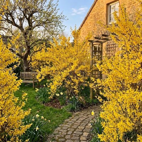 Forsythia Flowering Bush Live Plant in Pot, 6-10" Tall - Image 5