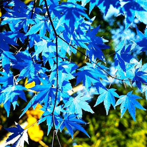 17+ Rare Japanese Maple Tree Seeds for Planting (Acer Palmatum) - Features Attractive Silver-Gray Foliage, Ornamental Tree for Bonsai & Garden Outdoor - Image 4