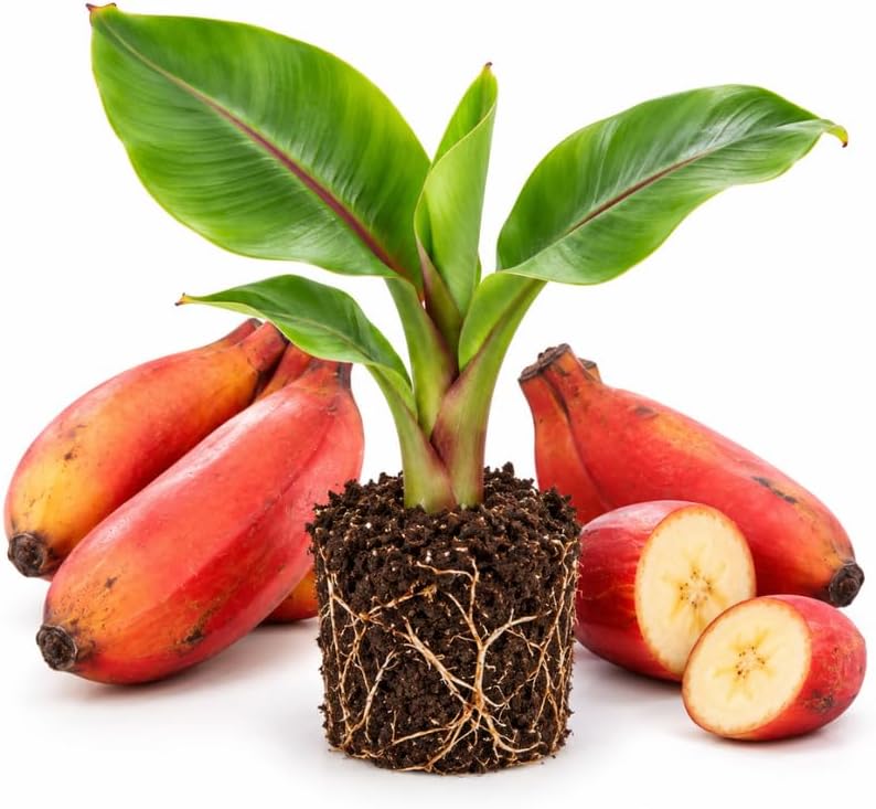 Dwarf Banana Tree, Musa Red Cuban Banana Plant Live, 1 Starter Plant by GINGERGLOW