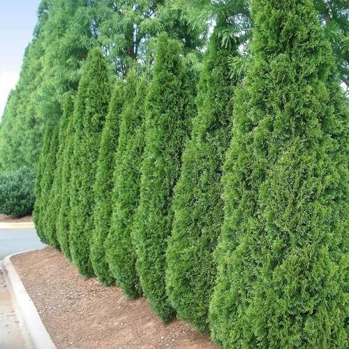 Brighter Blooms - Emerald Green Arborvitae, 4-5 ft. - Image 4