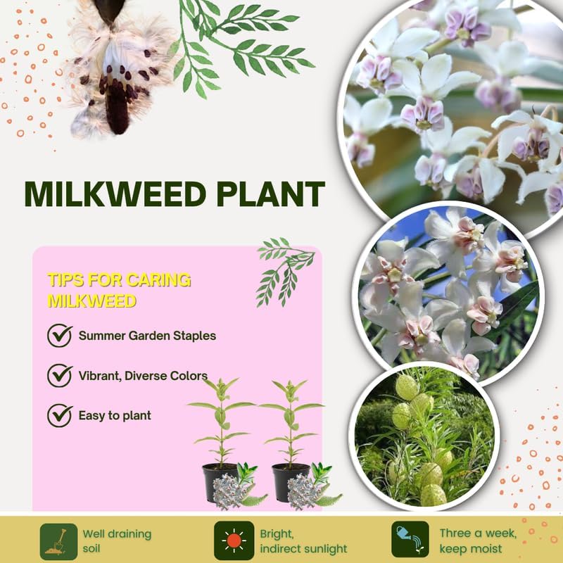 2 White Milkweed Live Plants, Flower Plant, 4-7 Inch Tall - Image 3
