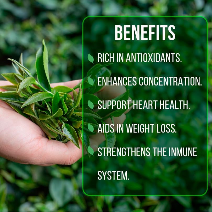 Camelia Tea Plant (4 Pack) | Real Live Plant for Sale | Perfect for Tea Lovers | Hardy and Easy to Grow for Planting | Grow Organic Tea Leaves at Home | Great for Indoor or Outdoor Gardens - Image 6