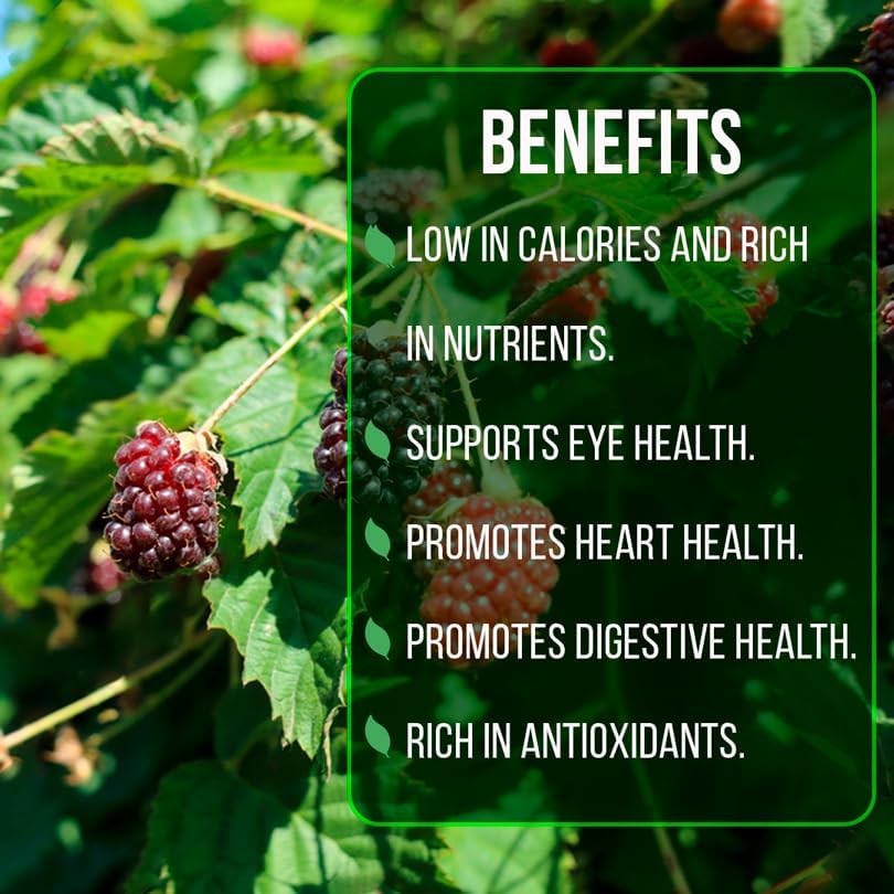 Thorny Boysenberry Plants (4 Pack) – Live Starter Plants for Planting, Vigorous Trailing Canes Producing Large, Juicy, Sweet-Tart Berries, Ideal for Jams, Pies, and Fresh Eating - Image 6