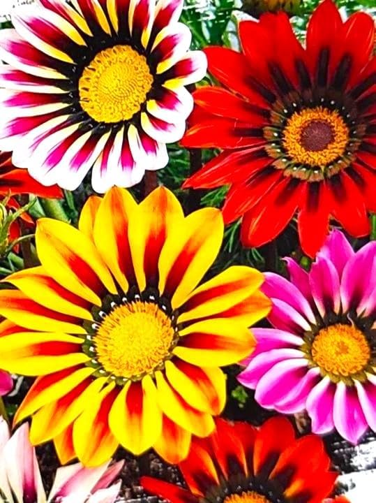 Showy Gazania Flower Mix Perennial 100+ Seeds for Planting Non-GMO Treasure Flower African Daisy - Image 2