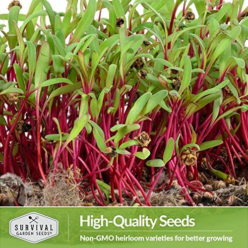 Beet Microgreen Seeds for Sprouting - Survival Garden Seeds (1 Pack) - Image 6