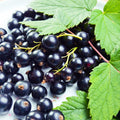 Black Currant Bush Live Plant, Berry Shrub Indoor Outdoor, 5-9 Inch Tall by HILROQG