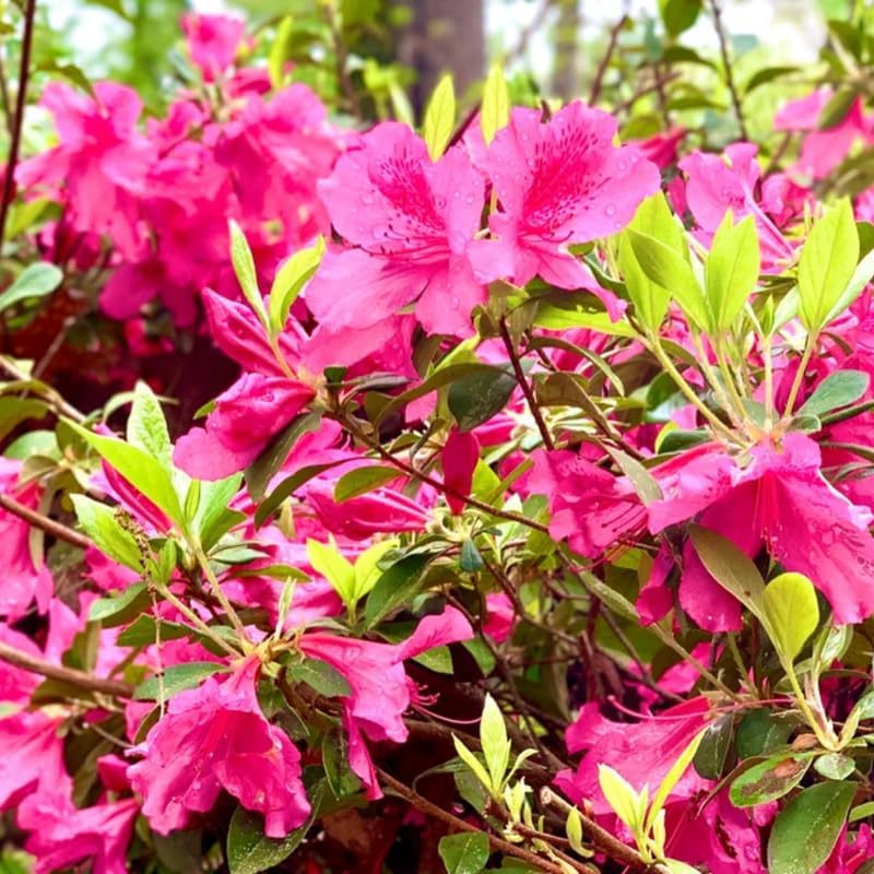 Pink Reblooming Azalea Live Plant, Cold Hardy Bush, 4 Inch Tall, 4 Inch Pot - Image 4