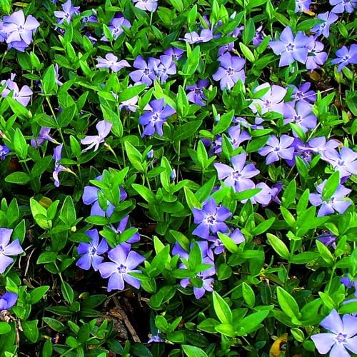 36 Mixed Vinca Plants Live, Bloom Plant, 6 Inch Tall - Image 2