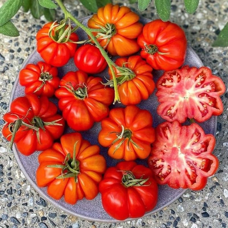 Beefsteak Tomato Plants Live in 4" Pot, 4-6 Inch Tall Starter Plants - Image 2
