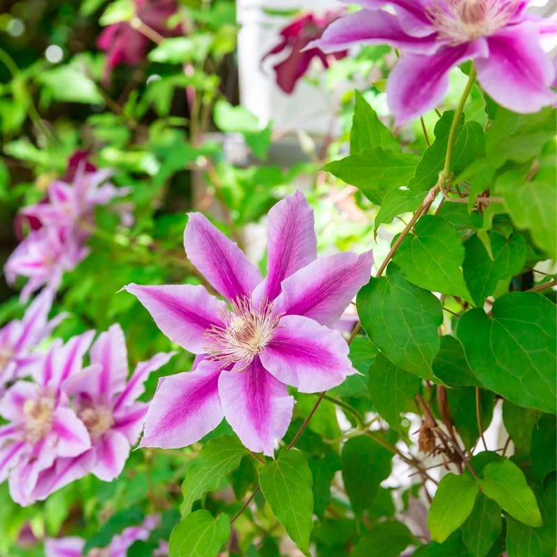 White Pink Clematis Vine Plant, Clematis Vine Plants Live in 2.5 Inch Pot - Image 4