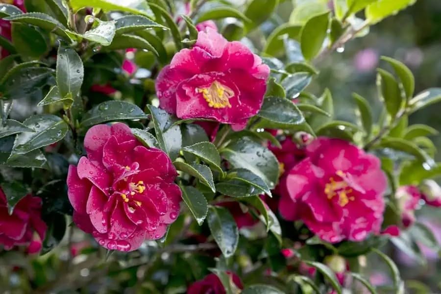 Southern Living October Magic Ruby Camellia,1-Gallon Pink Flowering Shrub, 5 ft Mature Height, USDA Zones 7-9 - Image 2