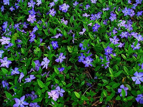100 Vinca Minor, Periwinkle Creeping Myrtle by Eunivus