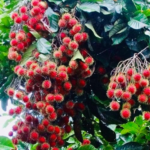 Red Rambután (Nephelium lappaceum) Exotic Fruit Live Tree 12”-24” Tropical Plantae by Unknown