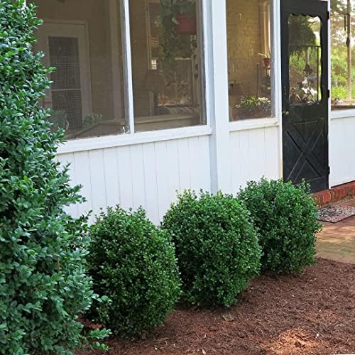 NewGen Freedom Boxwood, Live Evergreen Shrub, 3 Gallon - Image 3