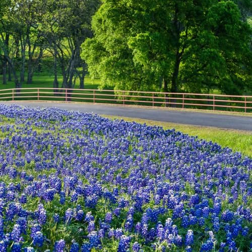 Outsidepride Texas Bluebonnet Seeds - 500 Pcs Annual Lupinus Texensis, Heirloom Quality, Drought-Tolerant Wildflower Seeds w/Blue Blooms for Vibrant Spring Displays, Landscape, & Attracts Pollinators by Outsidepride