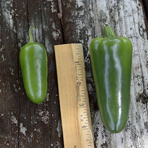 Park Seed Park's Whopper Jalapeño Pepper Seeds – Pack of 15 Seeds - Image 4