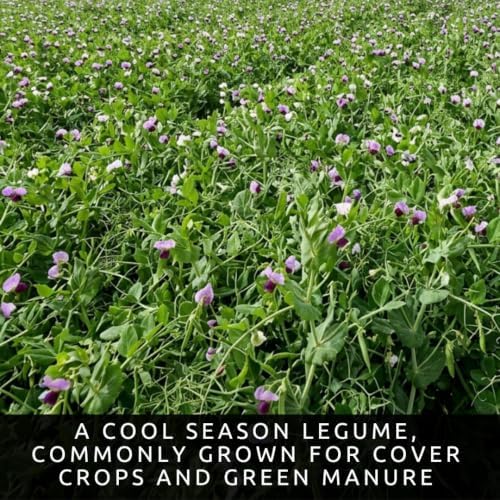 50 Austrian Winter Pea Seeds | Cool Season Cover Crop Seeds for Planting - Image 2