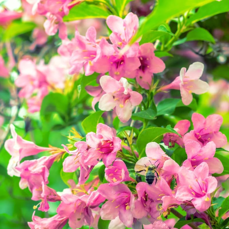 Pink Weigela Live Plant, 4" Pot, Vigorous Flowering Shrub for Pollinator Gardens and Yards - Image 7