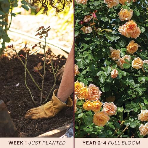 Heirloom Climbing Roses, Live Own Root Plant, Garden Sun™ - Image 3