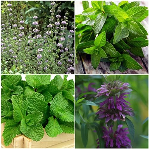 Seed Needs Herb Seeds Variety Pack of 4 - Mint Set Non-GMO & Heirloom - Image 2
