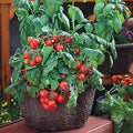 Park Seed Cherry Tomato Seeds, Planting Vegetables, Easy to Grow, Non-GMO, Variety of Colors and Sizes, Spring Garden, Red Robin, Pack of 30 by ParkSeed