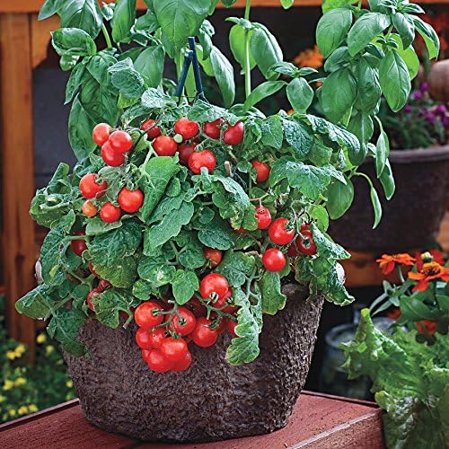 Park Seed Cherry Tomato Seeds, Planting Vegetables, Easy to Grow, Non-GMO, Variety of Colors and Sizes, Spring Garden, Red Robin, Pack of 30 by ParkSeed
